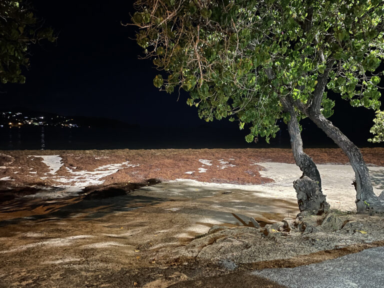 Sargasses aux Antilles : vers un tournant dans la gestion d’un fléau sanitaire et environnemental ?