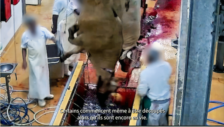 Abattoir du Lamentin : Une enquête ouverte après des accusations de maltraitance animale